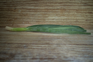 Poireau nouveau  BIO